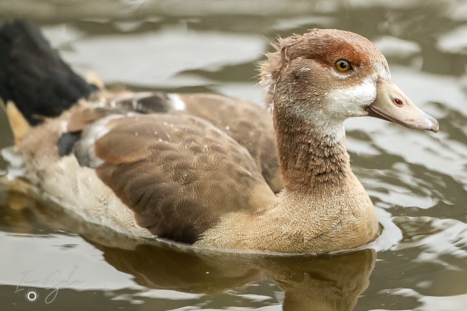 1DX46441 06 juni 2022 1929 56